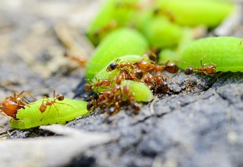 Mengapa semut bergerombol